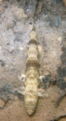 Lizard Fish, Kane'ohe bay, Hawaii by Chris Lawford 